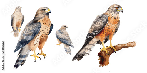 watercolor Beautiful Hawk clipart for graphic resources