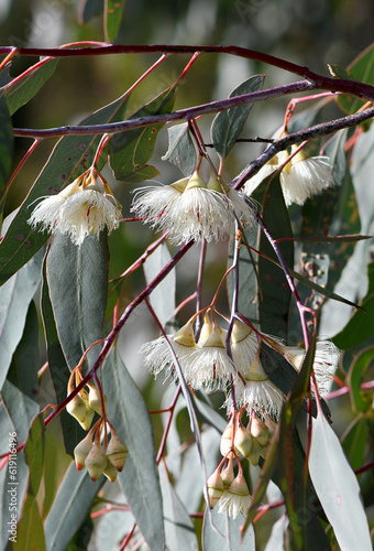 White cream blossoms and buds of the Australian native Mugga or Red Ironbark Eucalyptus sideroxylon, family Myrtaceae, in central west NSW. Medium gum tree endemic to dry sclerophyll forest