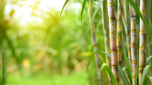 Fototapeta Naklejka Na Ścianę i Meble -  Sugar cane plantation growing up.