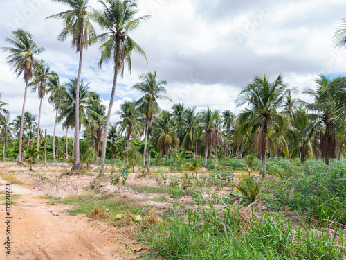 Coconut plantation in Chonburi, Thailand