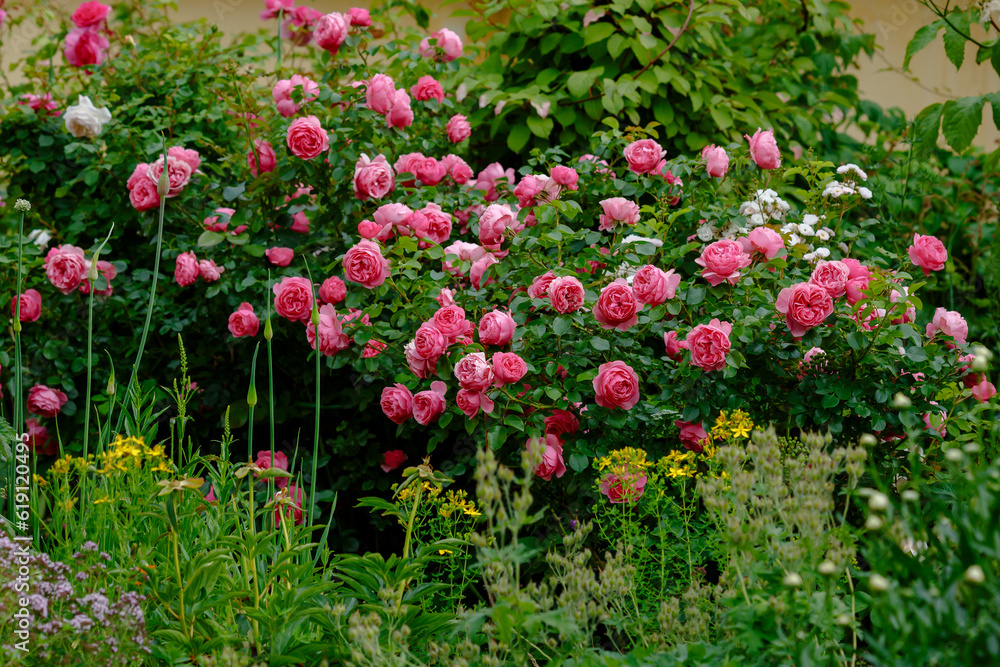 Beautiful pink roses in the garden of pink roses. Blooming Roses on the Bush. Growing roses in the garden