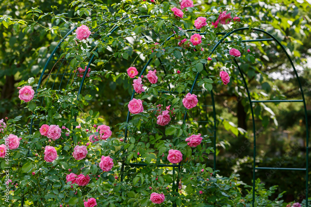 Beautiful pink roses in the garden of pink roses. Blooming Roses on the Bush. Growing roses in the garden Beautiful pink roses in the garden of pink roses. Blooming Roses on the Bush. Growing roses in the garden