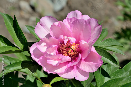 Graceful lilac colored anemone peony flower variety (Paeonia Itoh First Arrival) in summer garden