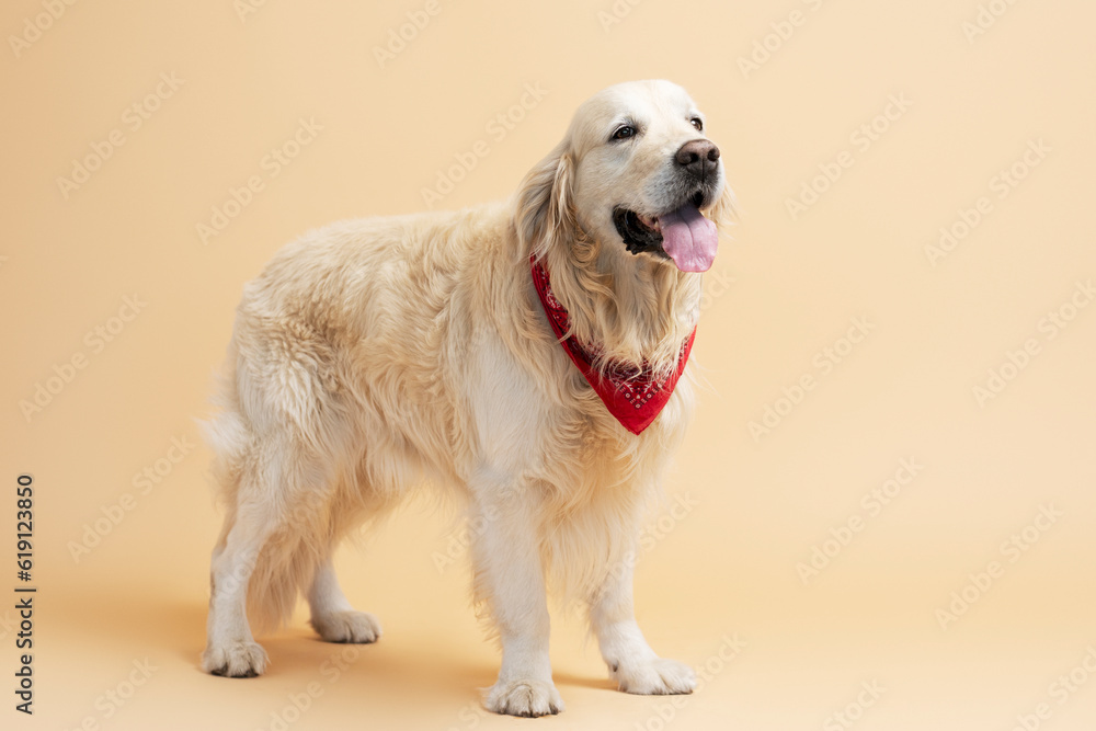 Cute golden retriever standing wearing red accessory isolated on beige background