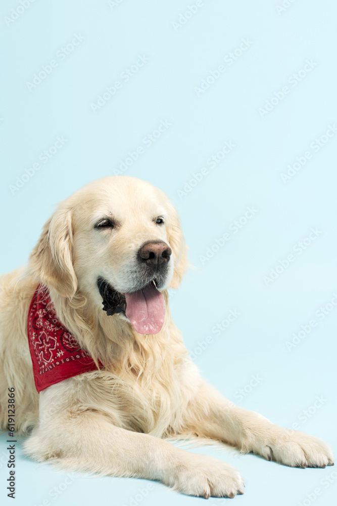 Closeup portrait of positive golden retriever with tongue out sitting isolated on blue background