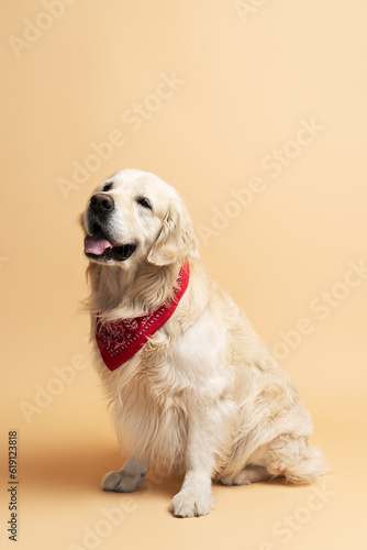 Beautiful cheerful golden labrador wearing accessories on neck isolated on beige background
