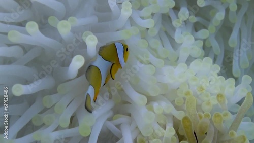 White anemone and her playful clownfish in stunning close-up video. Mesmerizing beauty of white anemone and its colorful clownfish inhabitants in close-up video that reveals their intricate details. photo