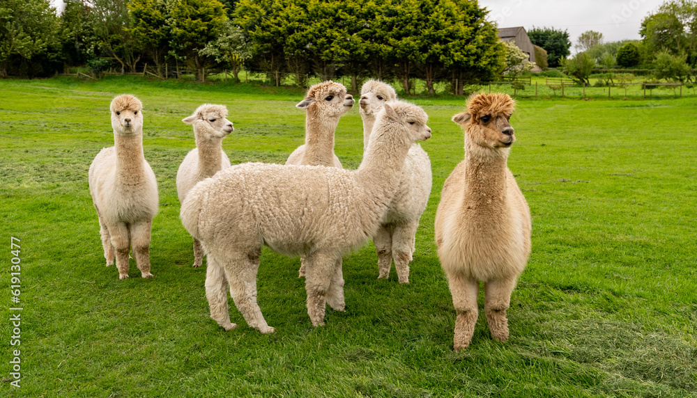 Fototapeta premium Llama, Alpacas 