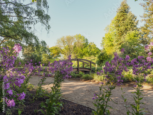 Fototapeta Naklejka Na Ścianę i Meble -  Park in Braunschweig, Dowesee, wooden bridge, blooming purple flowers. Beautiful nature, rest and relaxation. Concept - clean ecology in europe, environmental problems, economics of nature