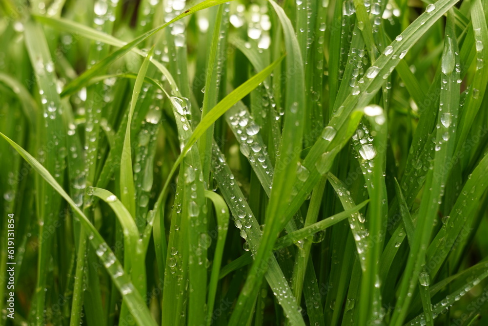 Fresh green grass in rain drops in spring garden Fresh green grass in rain drops in spring garden