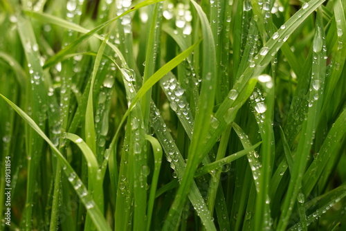 Fresh green grass in rain drops in spring garden