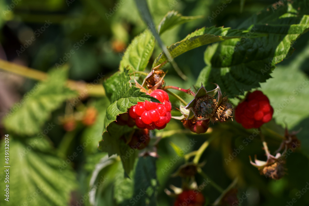 Ripe raspberries on a bush with green leaves Ripe raspberries on a bush with green leaves