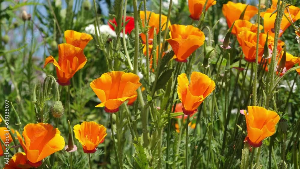 californica poppy on flower meadow in the garde californica poppy on flower meadow in the garde