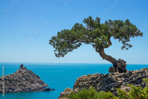 Old crooked juniper near the sea on the rock