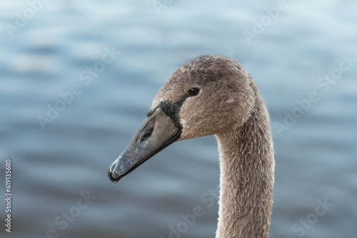 Head portrait of mute swan (Cygnus olor)  chick