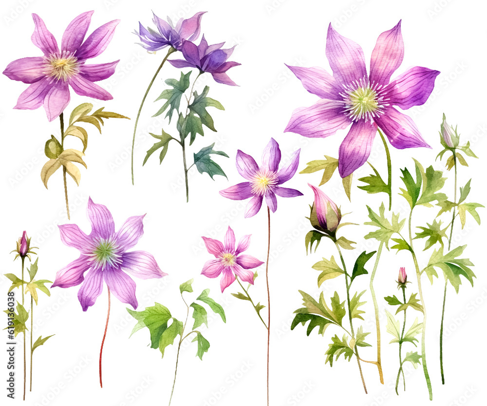 Bundle of Watercolor Illustrations Set of clematis flammula flowers with Expressions of Leaves and Branches