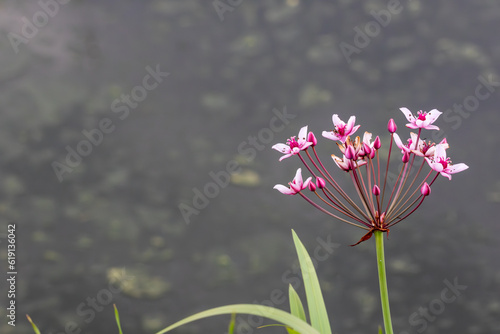 Close up of Flowering rush  Butomus umbellatus 