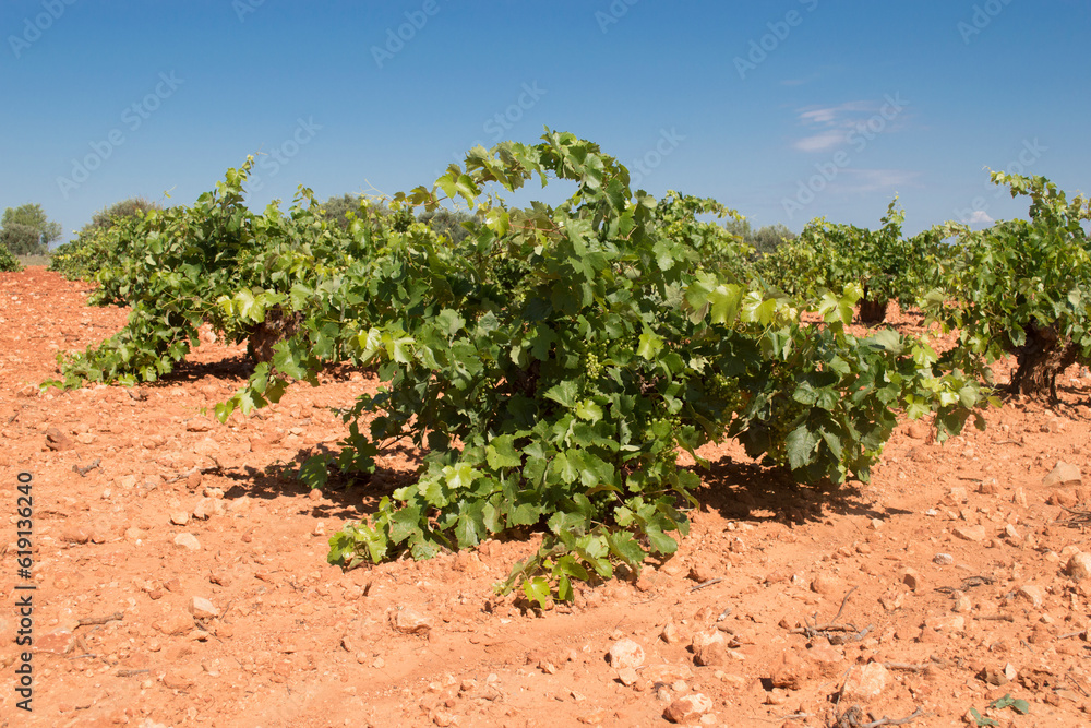 Cepa, parra de uva blanca en viñedo mediterráneo
