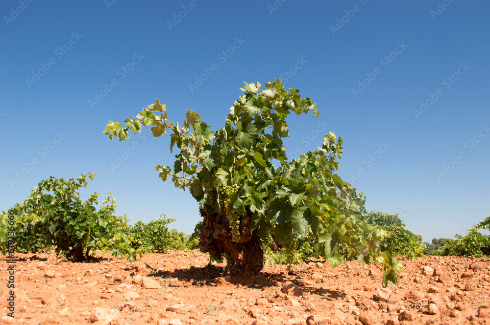 Cepa, parra de uva blanca en viñedo mediterráneo Cepa, parra de uva blanca en viñedo mediterráneo