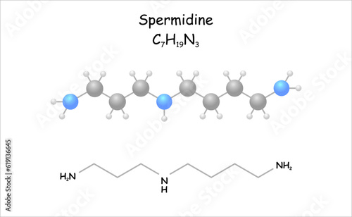 Stylized molecule model/structural formula of spermidine. 