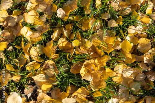 Bright colorful autumn leaves on the ground. Autumn background of dry leaves.