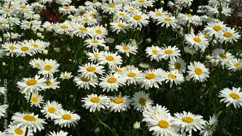Picturesque garden bed adorned with charming daisies. The blooming flowers create a stunning visual spectacle, showcasing nature's floral tapestry. Gardening, botany, and serene outdoor landscapes. Picturesque garden bed adorned with charming daisies. The blooming flowers create a stunning visual spectacle, showcasing nature's floral tapestry. Gardening, botany, and serene outdoor landscapes.