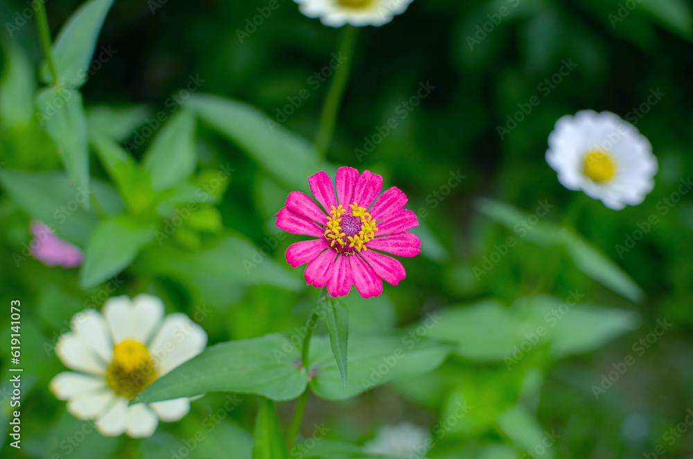 beautiful close up of cosmos flower in the garden , wallpaper background beautiful close up of cosmos flower in the garden , wallpaper background