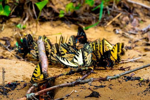   Group of male swallowtail butterflies gathered on the ground around mud puddles or other damp spots. This is a behavior called puddling.