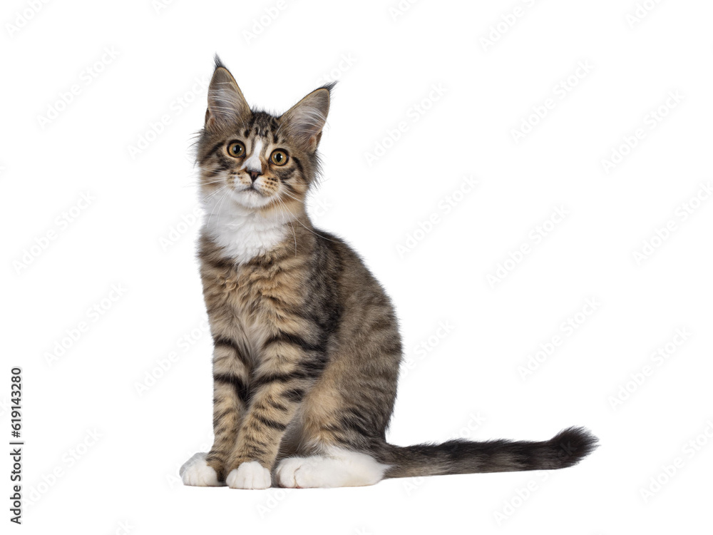 Cute alert brown tabby with white Maine Coon cat kitten, sitting side ways. Looking straight to camera. Isolated cutout on transparent background.