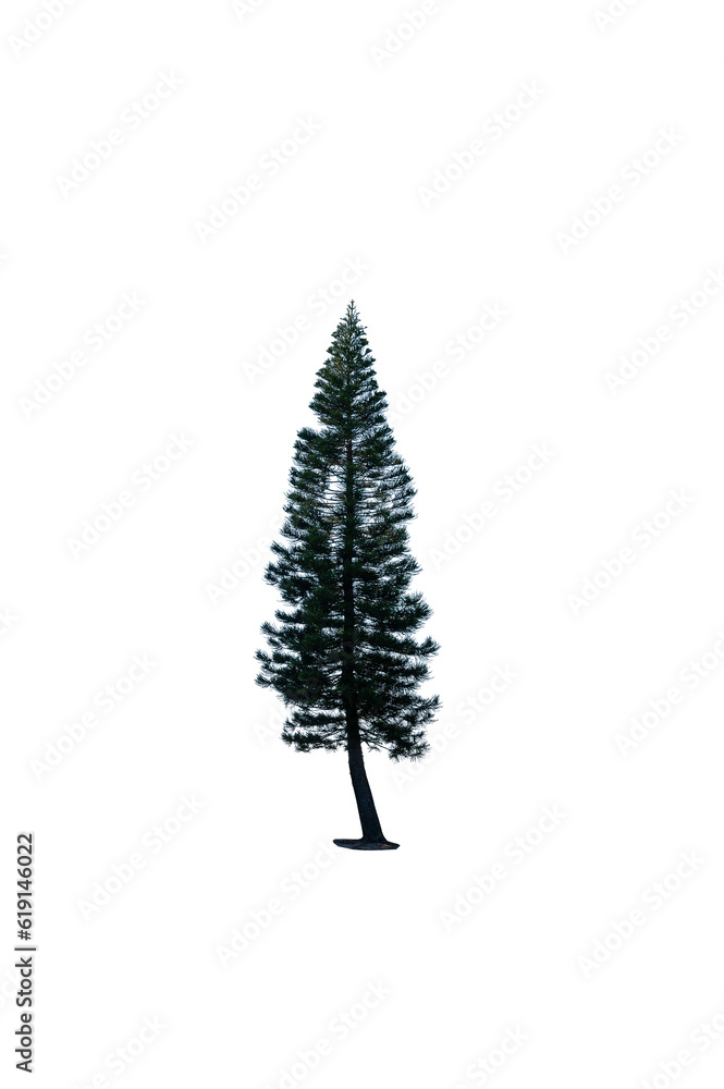 pine tree isolated on white background pine tree isolated on white background