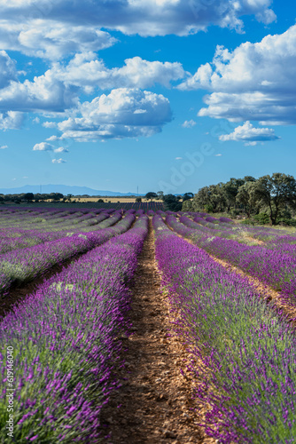 Campos de lavanda en Castilla la Mancha en plena floracion.