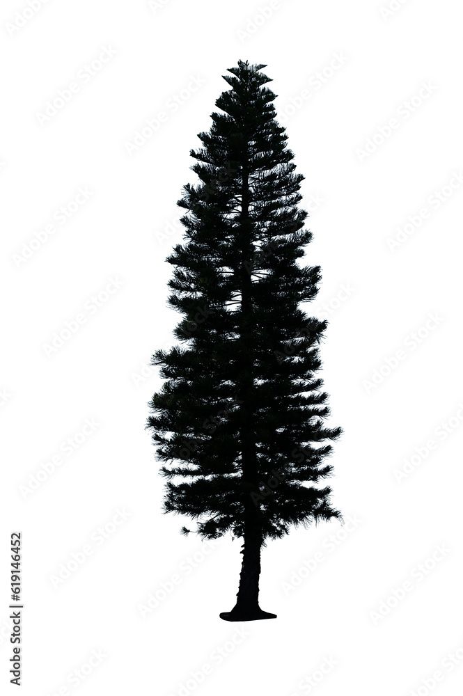 Obraz premium pine tree isolated on white background