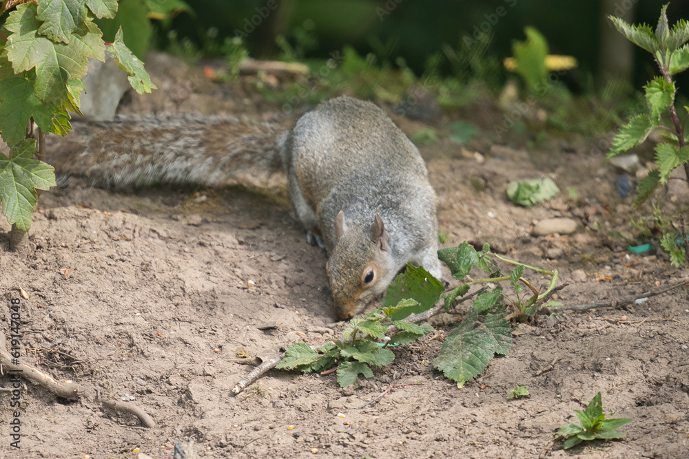 Naklejka premium Squirrel pulls a branch on the ground