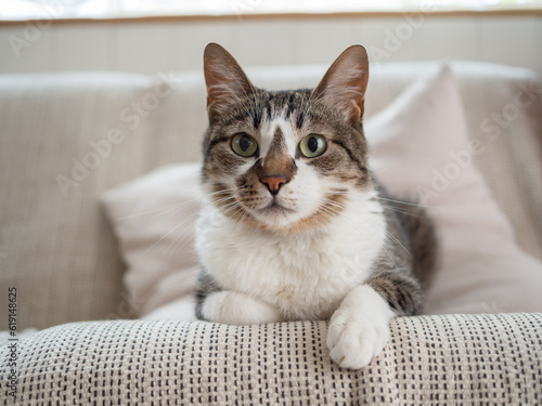 ソファの上でくつろぐ猫 © karinrin