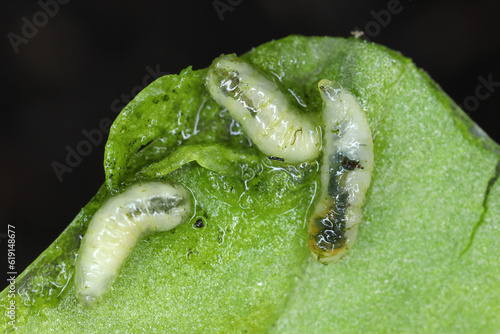 Leafminer (Pegomya hyoscyami) larva exposed in leaf mine damage to spinach. photo