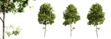 Tilia cordata trees isolated on transparent background and selective focus close-up. 3D render.