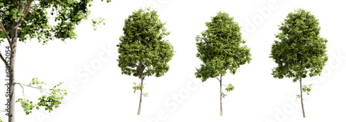 Tilia cordata trees isolated on transparent background and selective focus close-up. 3D render.