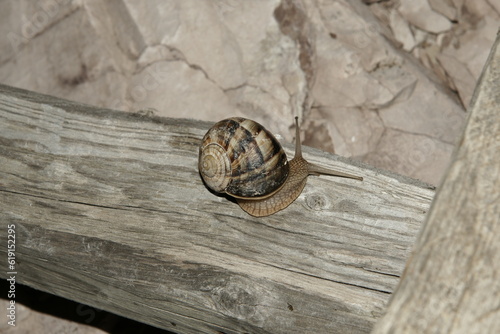 There are plenty of snails in every region of Turkey. photo