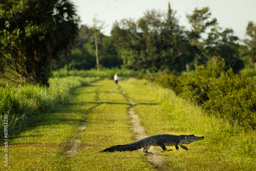 Alligator crossing a Florida swamp hiking trail