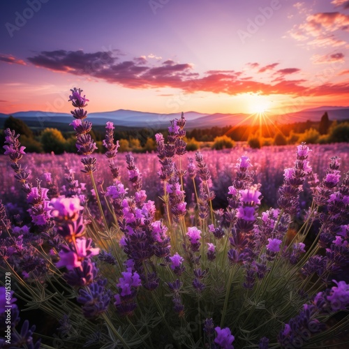  lavender landscape at sunset. Spectacular landscape at sunset