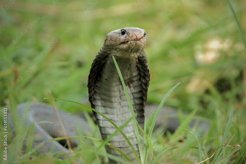 Fototapeta premium king cobra in the grass