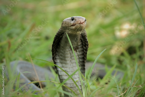 king cobra in the grass