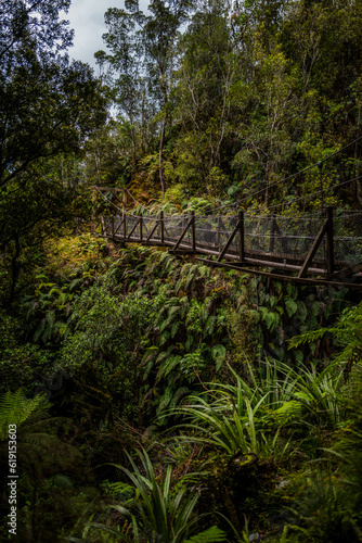 wooden bridge in the forest