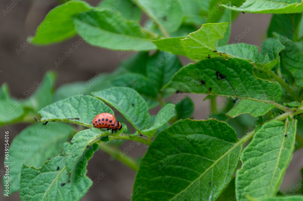 Red Colorado potato beetle eats a potato plantation Red Colorado potato beetle eats a potato plantation