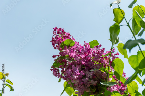 A branch of pink lilac against a clear sky