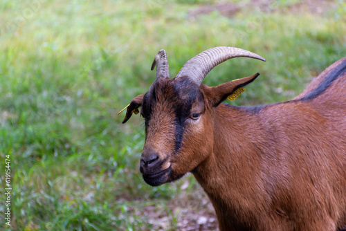 Beautiful brown goat with horns and black stripes near the eyes