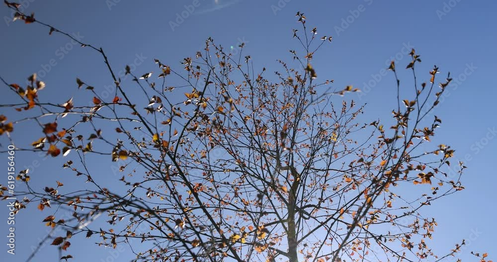 birch trees with green young red foliage, the first red foliage on birch trees in the spring season birch trees with green young red foliage, the first red foliage on birch trees in the spring season