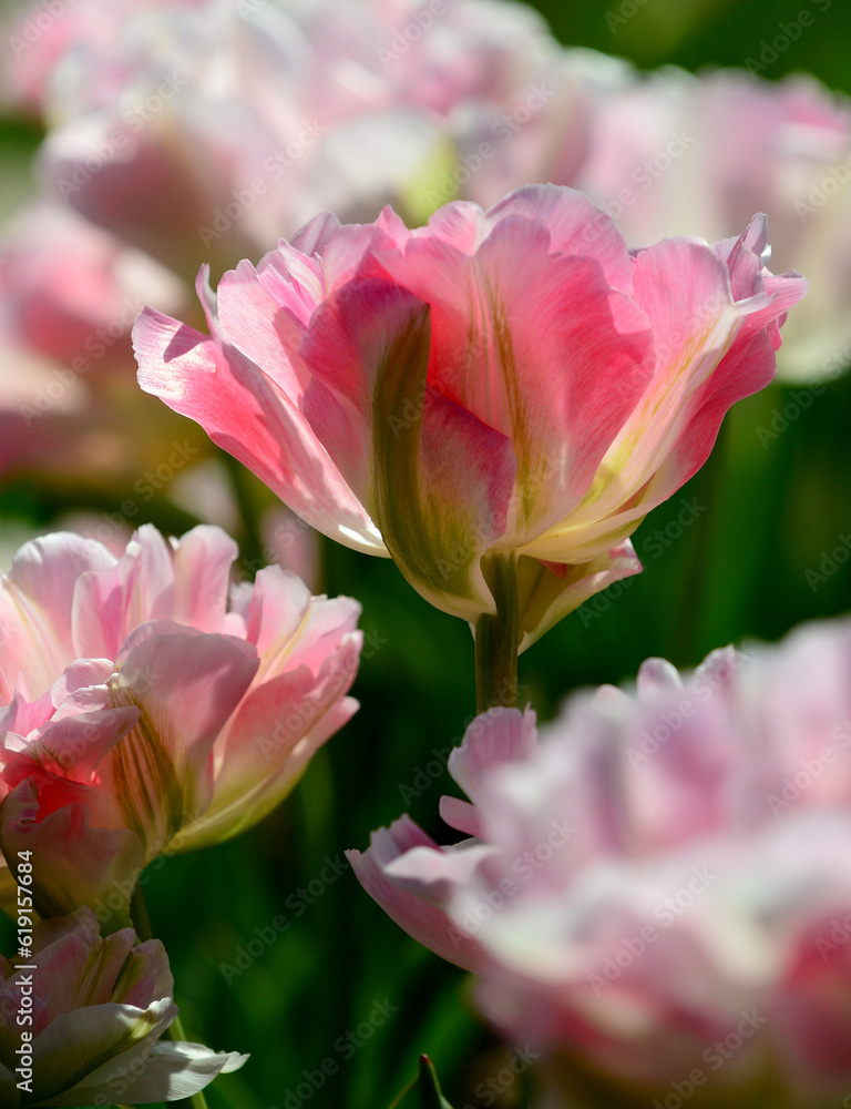 Closeup Flowers Reynolda Gardens, Wake Forest Closeup Flowers Reynolda Gardens, Wake Forest