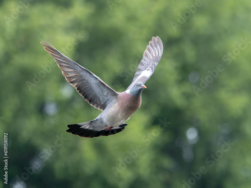 Wood pigeon in flight