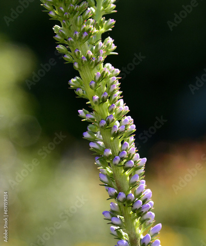 Closeup Flowers Reynolda Gardens, Wake Forest photo